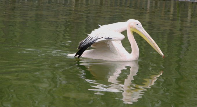 Ormanya’nın yeni sakinleri ‘’Pelikanlar’’ oldu
