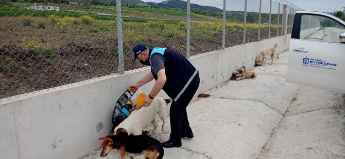 Kısıtlamada sokak hayvanları unutulmadı