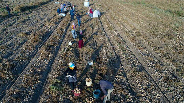 Tarım işçileri aşılanmaya başlayacak