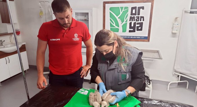 Kocaeli’de bulunan Kızıl Şahin yavruları koruma altına alındı