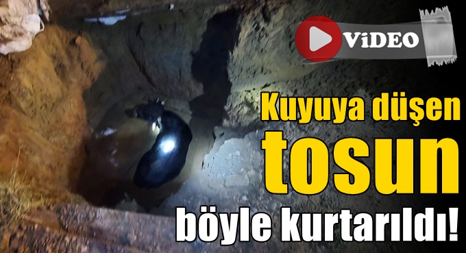 Kuyuya düşen tosun böyle kurtarıldı