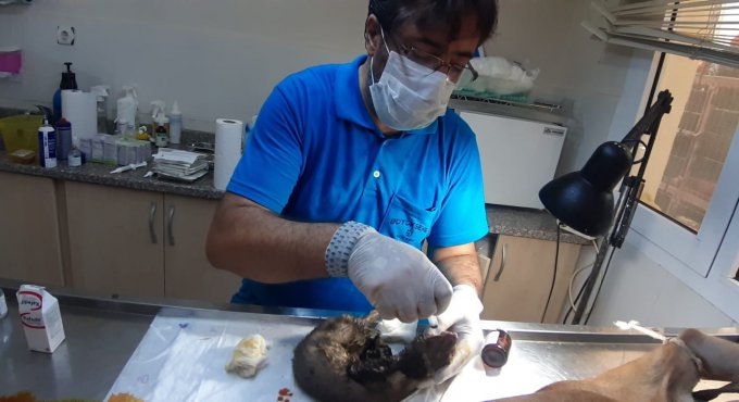 Yangından etkilenen hayvanlara Büyükşehir şefkati