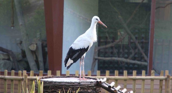 Düşkün Leylekler Evi, Ormanya‘da