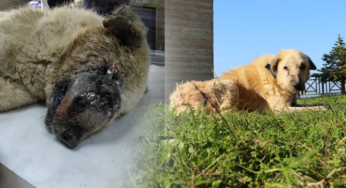 Zerdali’nin Patilik’te inanılmaz değişimi