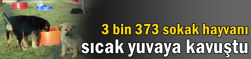 3 bin 373 sokak hayvanı sıcak yuvaya kavuştu