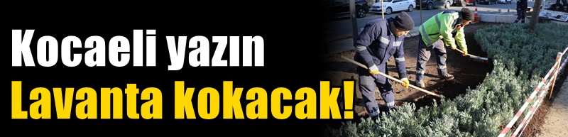 Kocaeli yazın lavanta kokacak