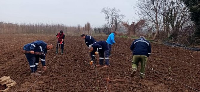 10 bin çınar fidan toprak ile buluştu