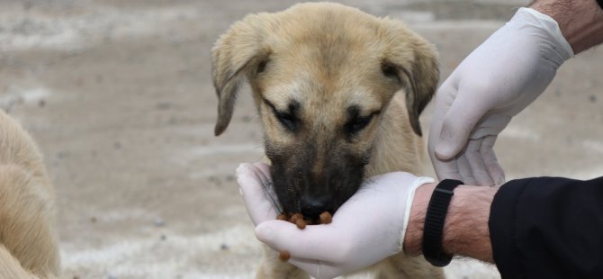 Patili dostlarımızı ellerimizle besliyoruz