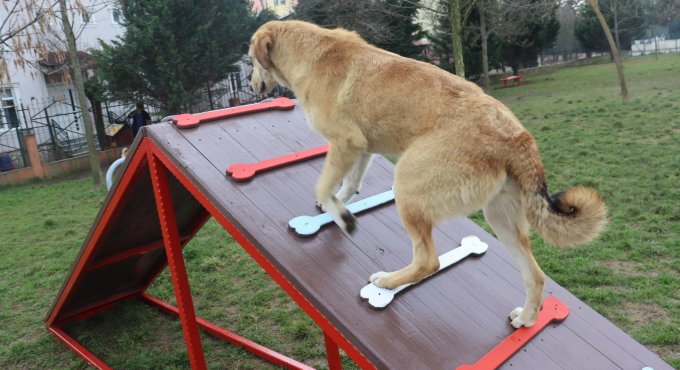 Hayvan dostu İzmit Belediyesi Yahyakaptan’a köpek parkuru kazandırdı