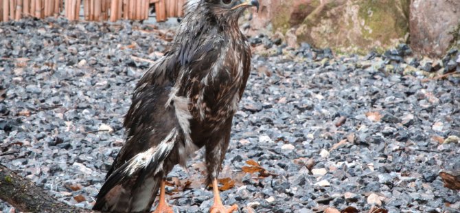 Engelli kuşlar Ormanya’nın ömür boyu misafiri