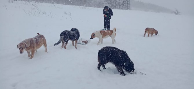 Sokaktaki canlar aç kalmıyor