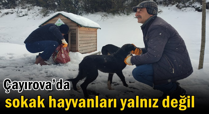 Çayırova’da sokak hayvanları yalnız değil