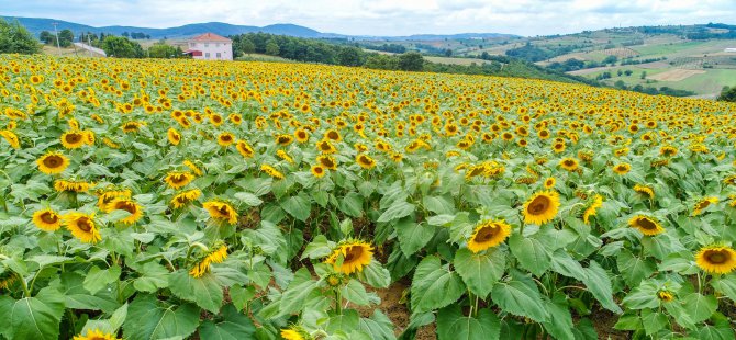 Büyükşehir’den ayçiçeği üreticisine gübre desteği
