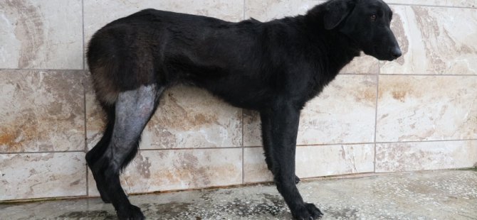 Yaralı köpek Patilik ile hayata bağlandı