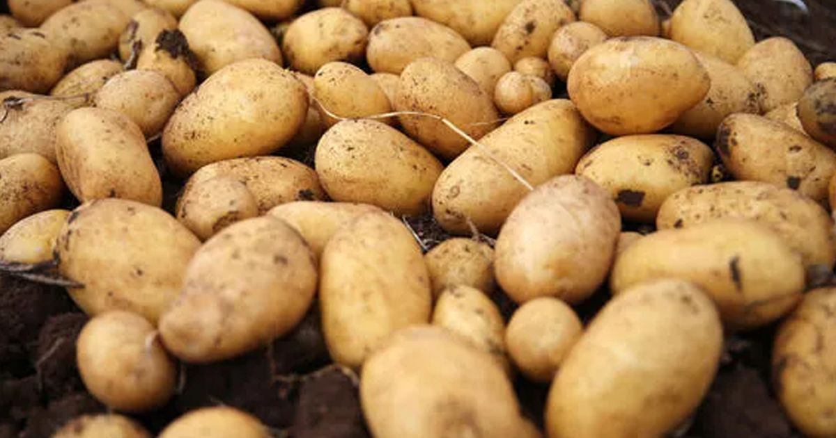 Patateste kanser ihtimali nedeniyle 26 il karantinada!