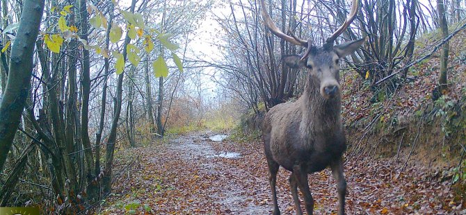 Ormanya’nın yaban hayatı foto kapanlara yansıdı