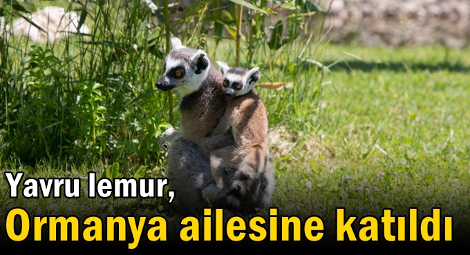 Yavru lemur, Ormanya ailesine katıldı