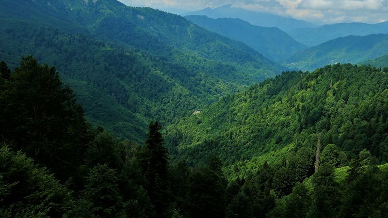 Kocaeli'de bir bölge orman sınırları dışına çıkarıldı