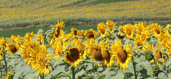 Sarıya boyanan ayçiçeği tarlaları hasat için gün sayıyor