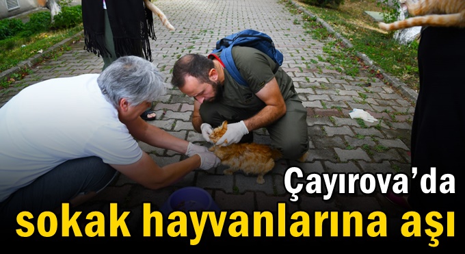 Çayırova’da sokak hayvanlarına aşı
