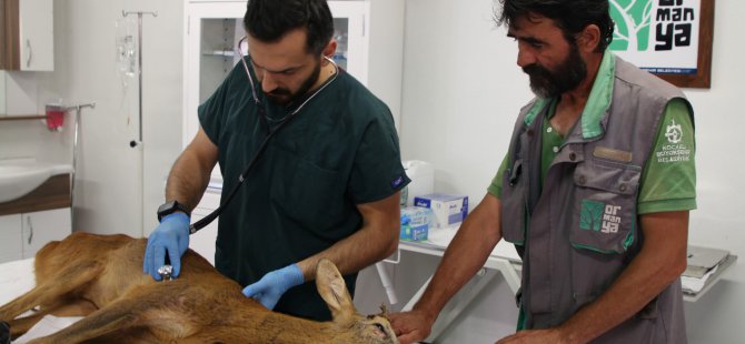 Kandıra sahillerinde kurtarılan Karaca’nın tedavisi devam ediyor