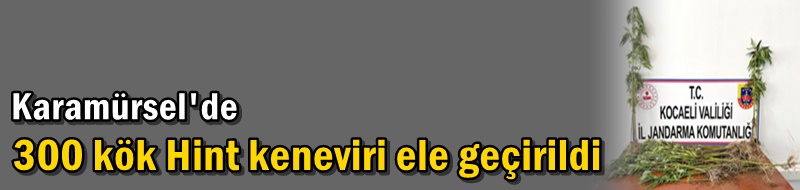 Karamürsel'de 300 kök Hint keneviri ele geçirildi