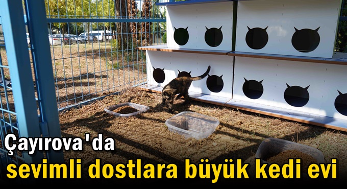 Sevimli dostlara büyük kedi evi