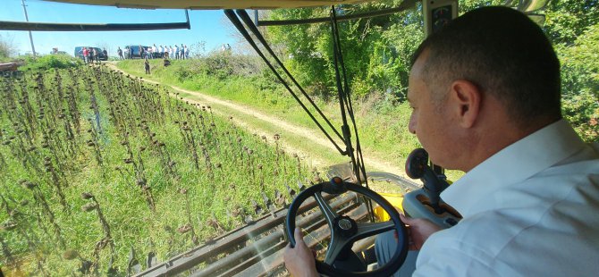 Başkan Büyükakın ayçiçeği hasadı yaptı