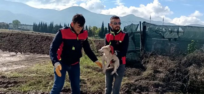 Çukura düşen yavru köpeği A Takımı kurtardı