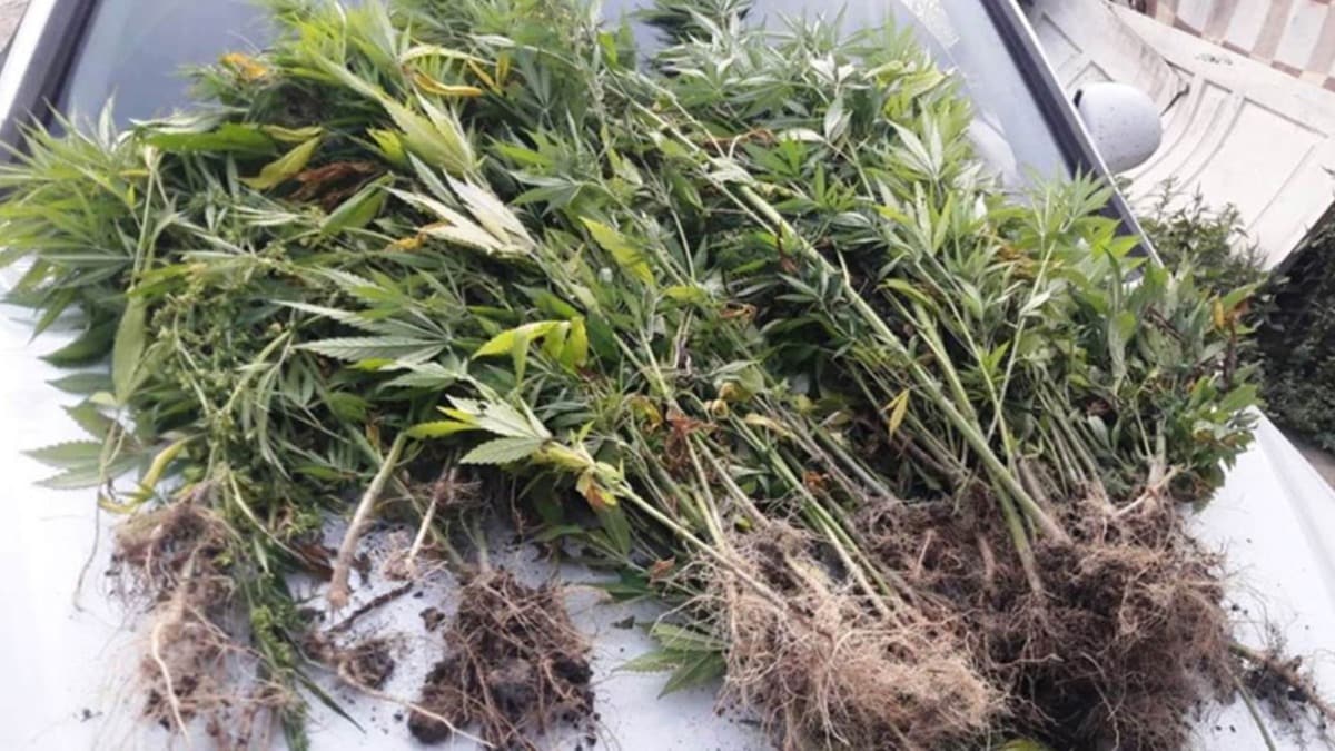 Kocaeli'de 4 kilo 825 gram esrar ele geçirildi