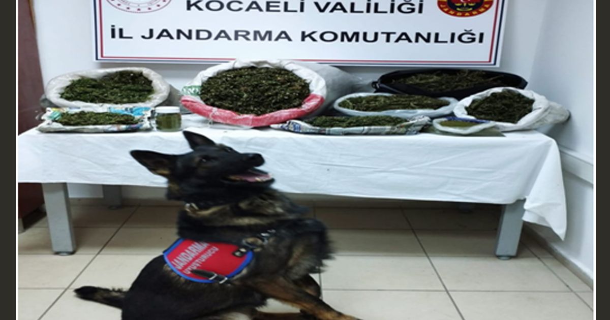 Kocaeli'de uyuşturucu operasyonu! 8 kilo kubar esrar ele geçirildi
