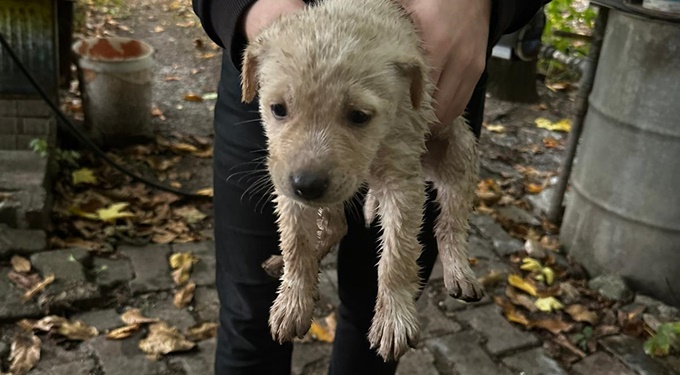 Dereye düşen yavru köpeği Büyükşehir İtfaiyesi kurtardı
