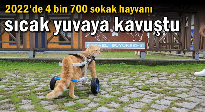 2022’de 4 bin 700 sokak hayvanı sıcak yuvaya kavuştu