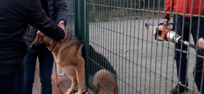 Demir çitlere sıkışan köpeği itfaiye kurtardı