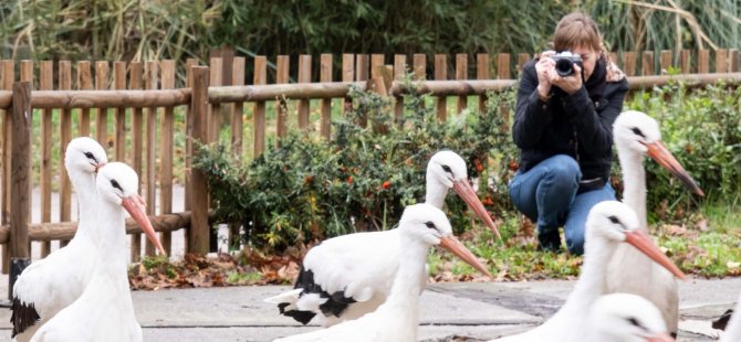 Rusya’dan Ormanya’ya düşkün leylekler için geldi
