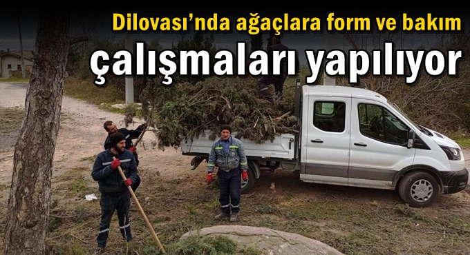 Dilovası’nda ağaçlara form ve bakım çalışmaları yapılıyor