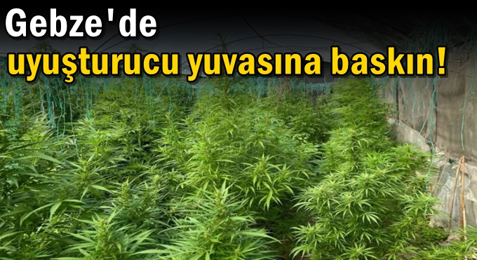 Evin içini seraya çevirip uyuşturucu yetiştirmişler!