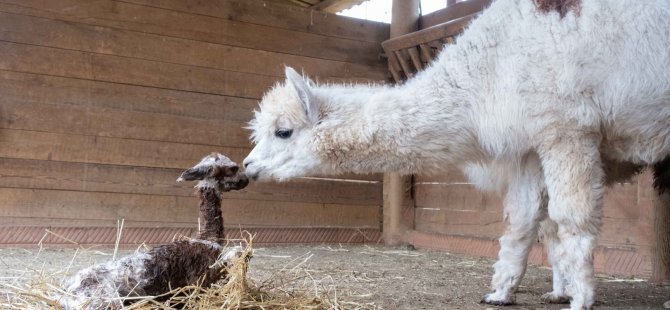 Ormanya’nın yeni gözdesi yavru Alpaka