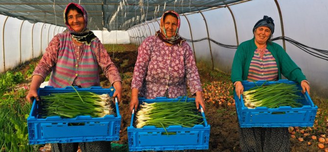 Büyükşehir’in kurduğu modern seralardaki verim üreticiyi sevindirdi