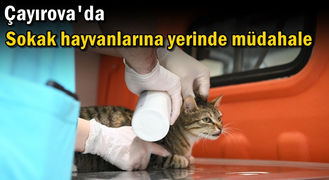 Sokak hayvanlarına yerinde müdahale