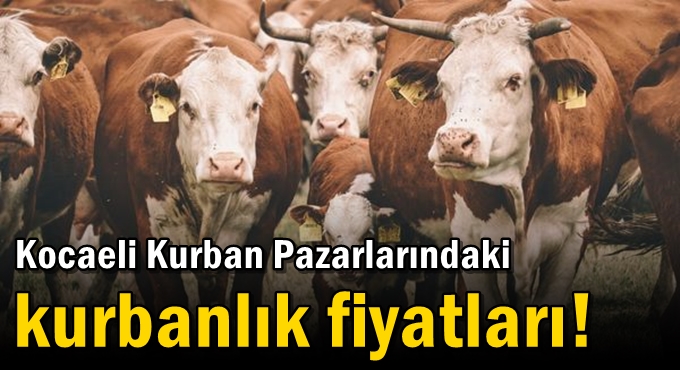 Kocaeli Kurban Pazarlarındaki kurbanlık fiyatları!