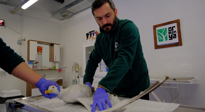 Yaralı martıya Büyükşehir şefkati