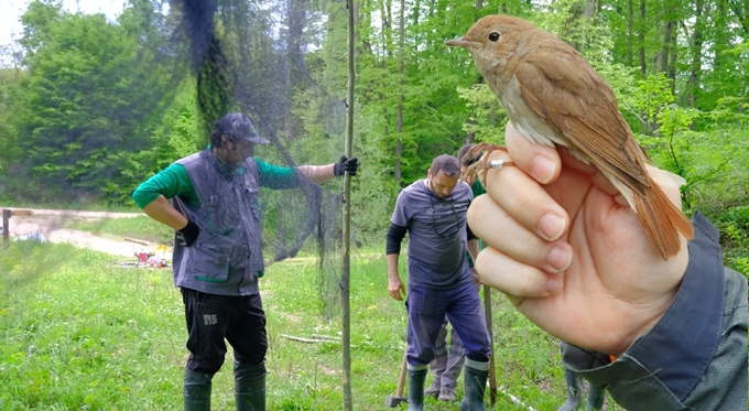 Ormanya Kuş Halkalama İstasyonu kuruldu
