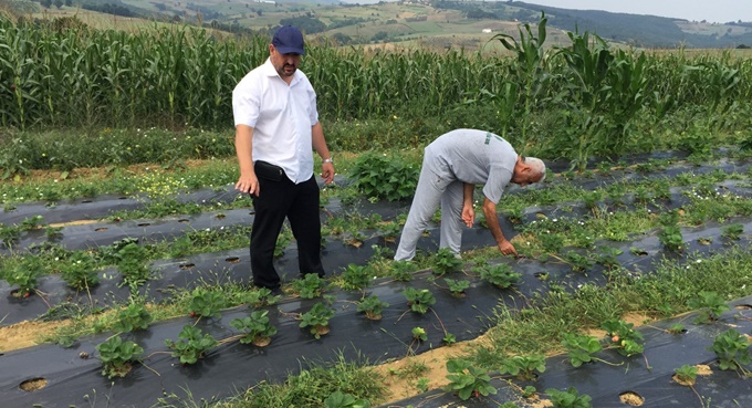 Kocaeli’de üreticilere 118 bin çilek fidesi dağıtıldı