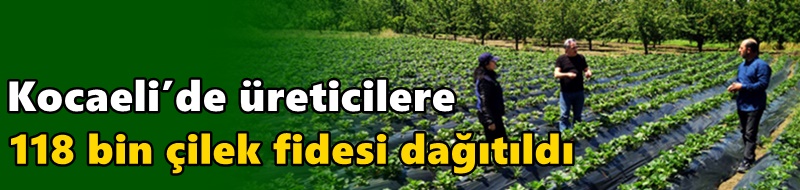 Kocaeli’de üreticilere 118 bin çilek fidesi dağıtıldı