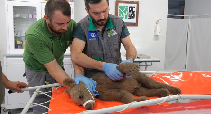 Yaralı boz ayı Ormanya’da yaşama tutundu