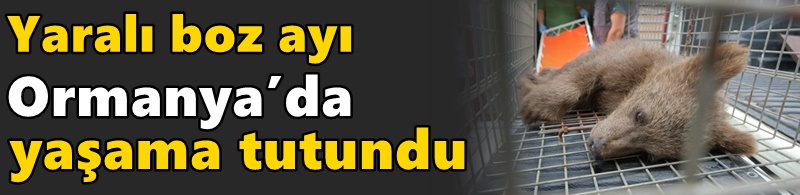 Yaralı boz ayı Ormanya’da yaşama tutundu