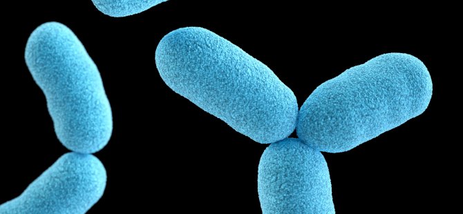 Anne sütündeki mucize bakteri Akkermansia