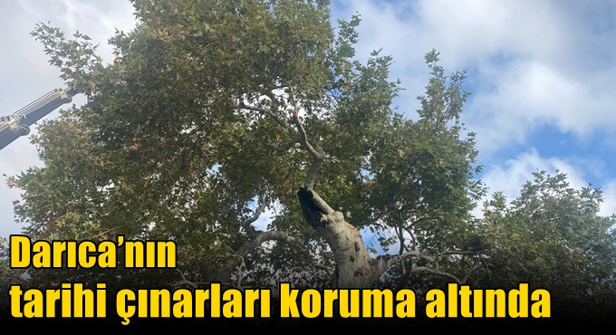 Darıca’nın tarihi çınarları koruma altında