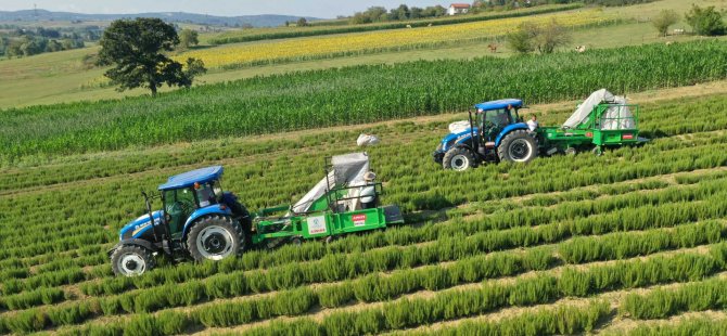 Tıbbi ve aromatik bitkilerin hasadı başladı